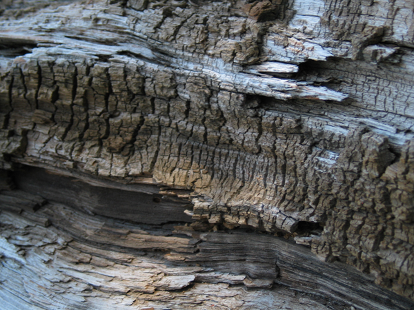 Image from Donner Memorial State Park