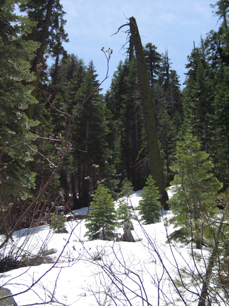 Image from Donner Memorial State Park