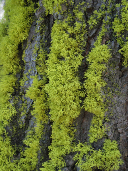 Image from Donner Memorial State Park