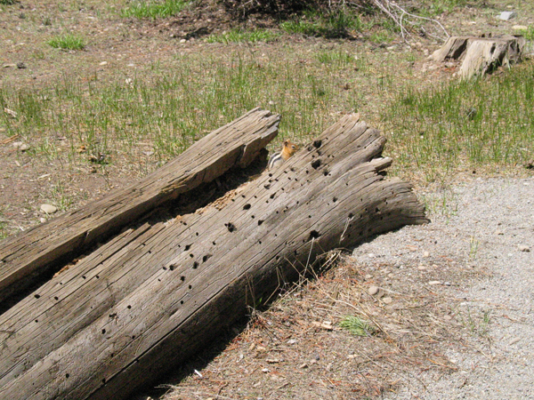 Image from Donner Memorial State Park