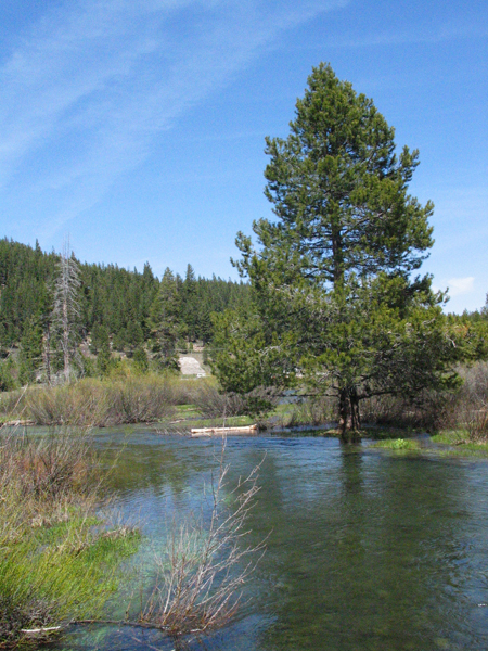 Image from Donner Memorial State Park