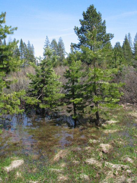 Image from Donner Memorial State Park