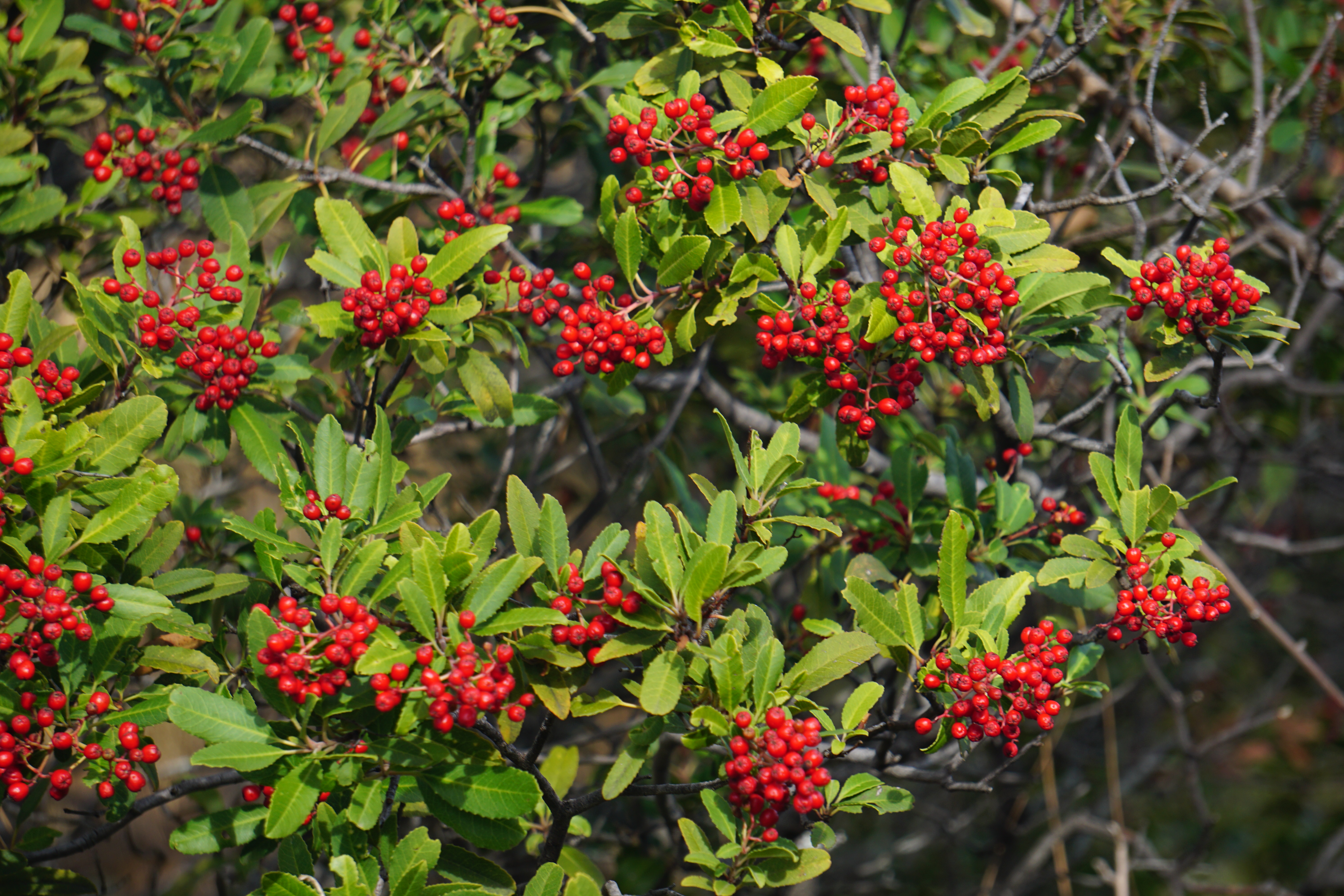Toyon with red berries