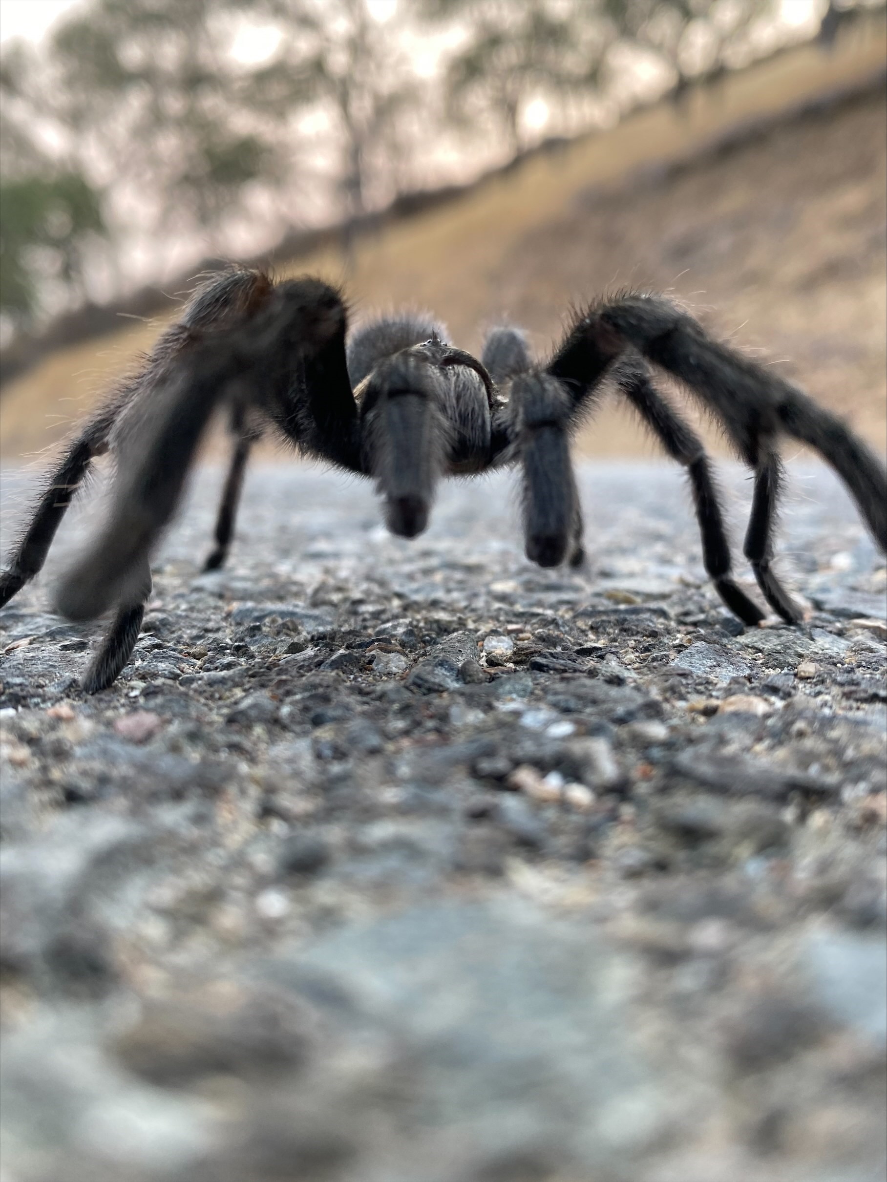 ground level view of tarantula