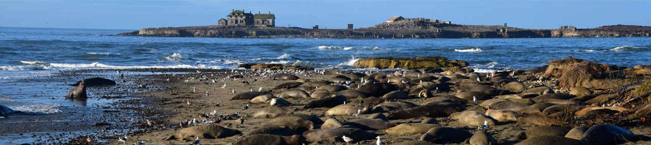 AƱo Nuevo State Park