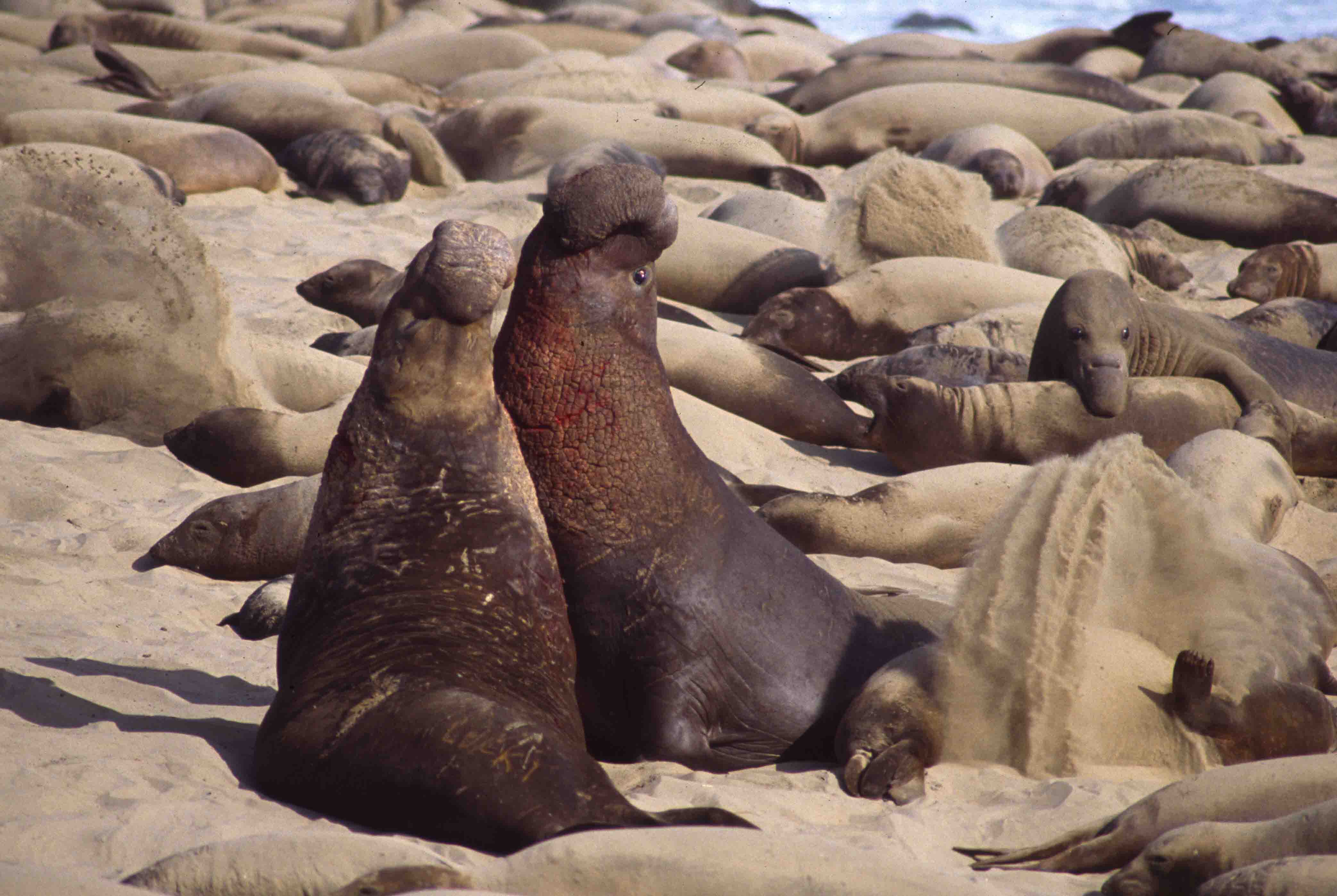 Seals on California Beach 