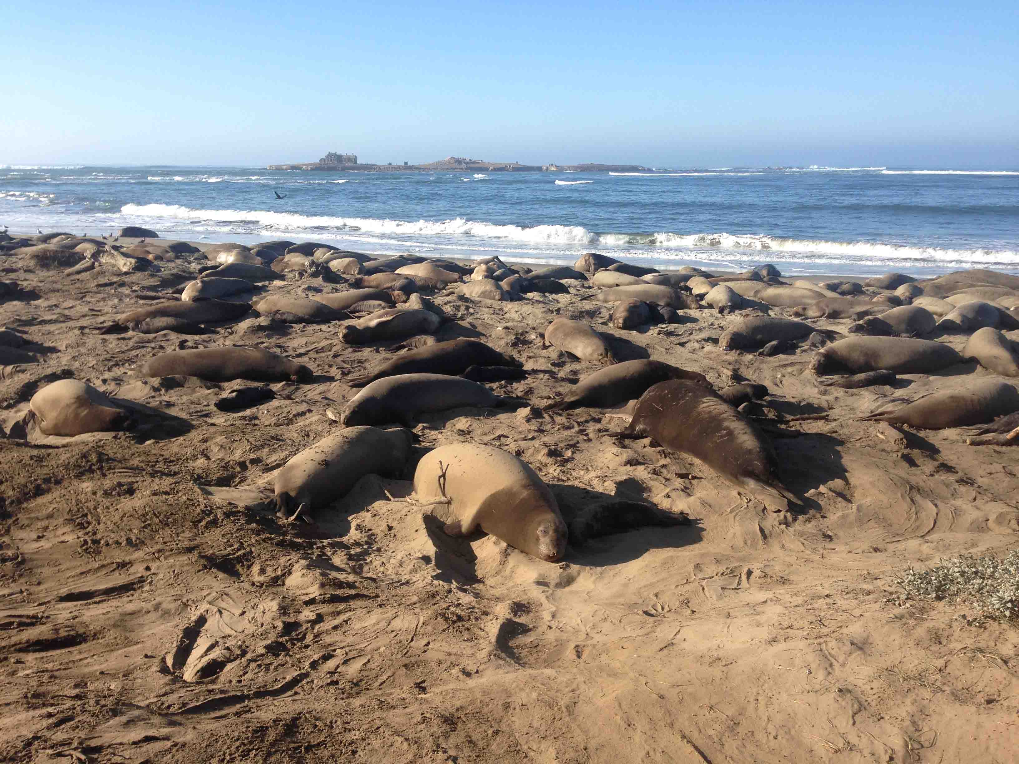 A California Elephant Seal Colony Overran a Beach During the Shutdown