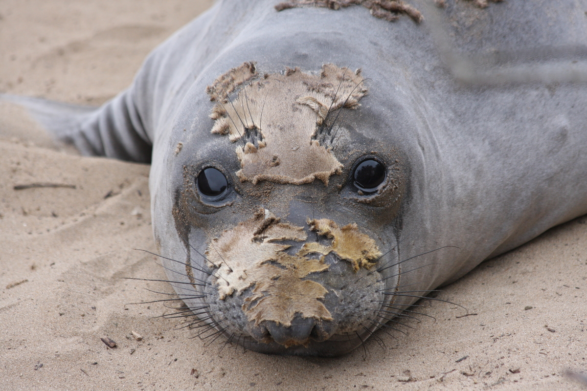 Elephant Seal Fact Sheet, Blog, Nature