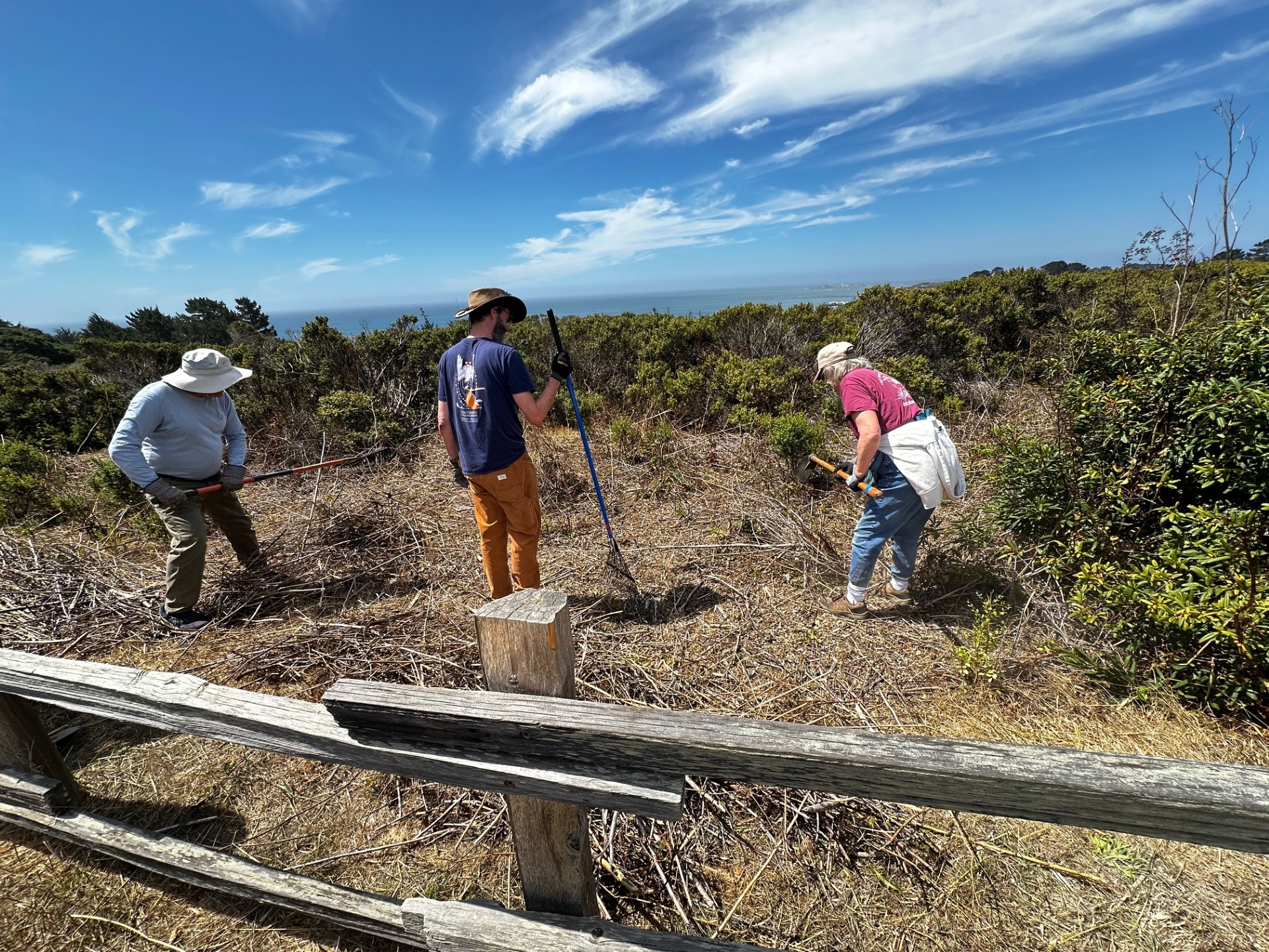 volunteers removing invasive plants volunteers removing invasive plants
