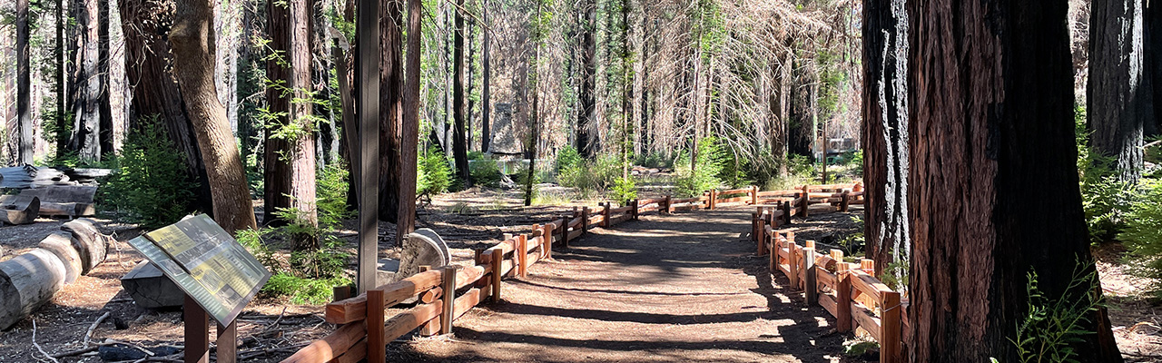 Big Basin Redwoods State Park