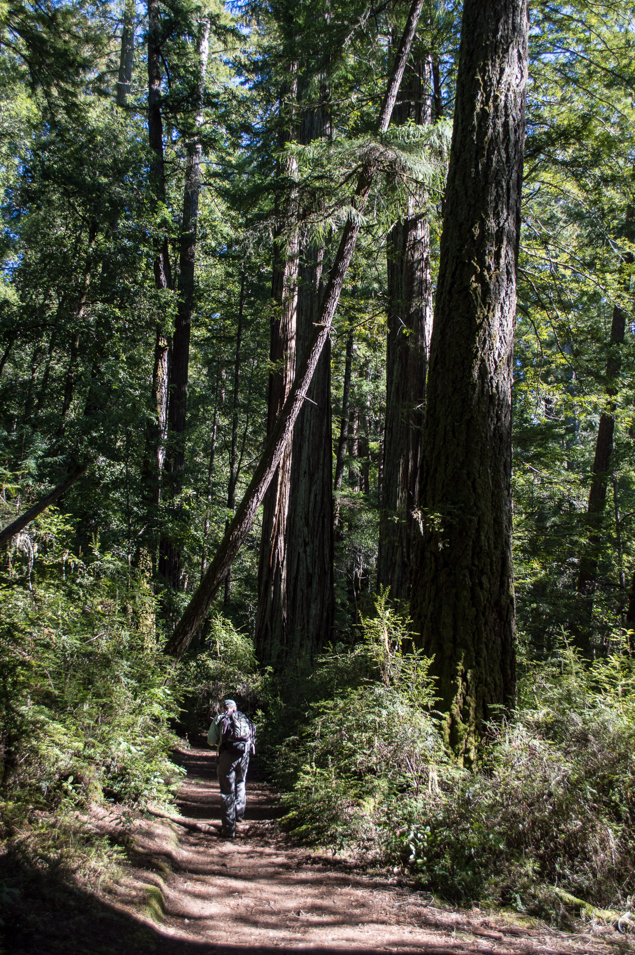 big basin mountain biking