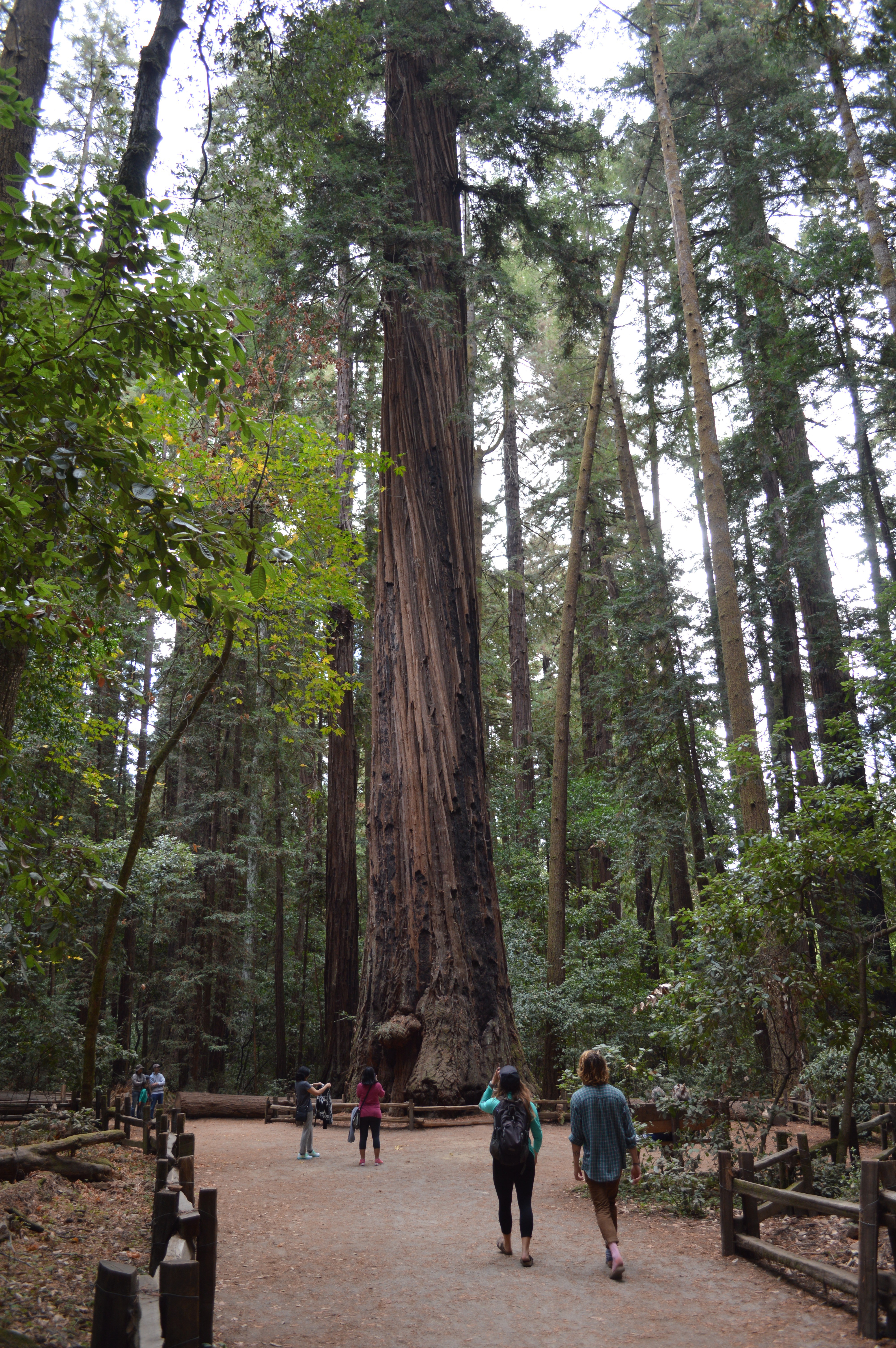 Henry Cowell Redwoods Sp