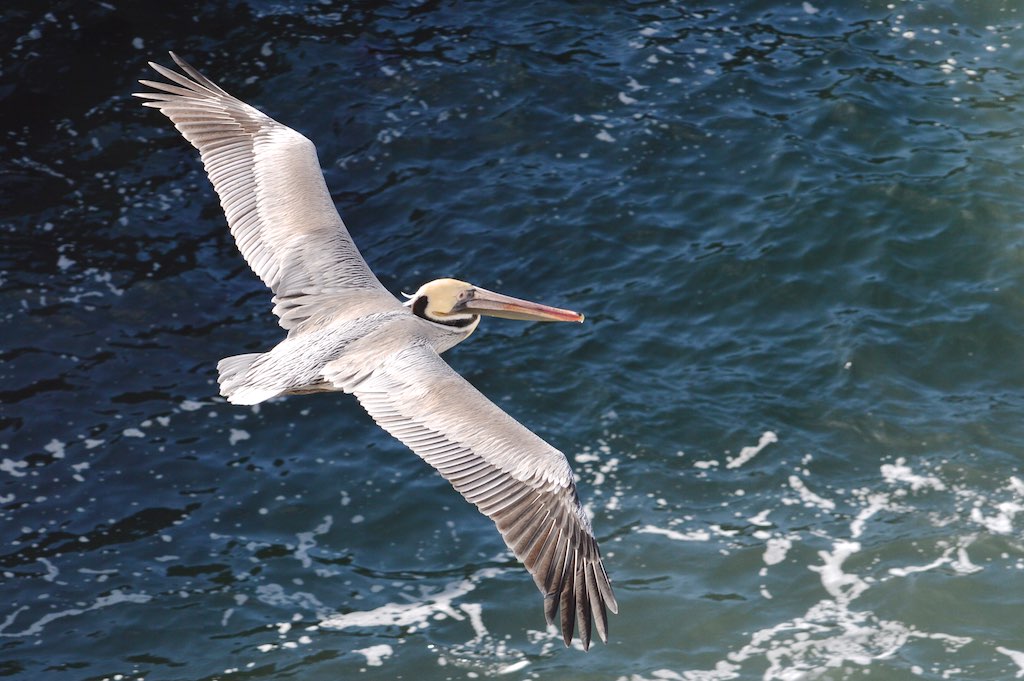 Pelican in flight Joan Hamilton