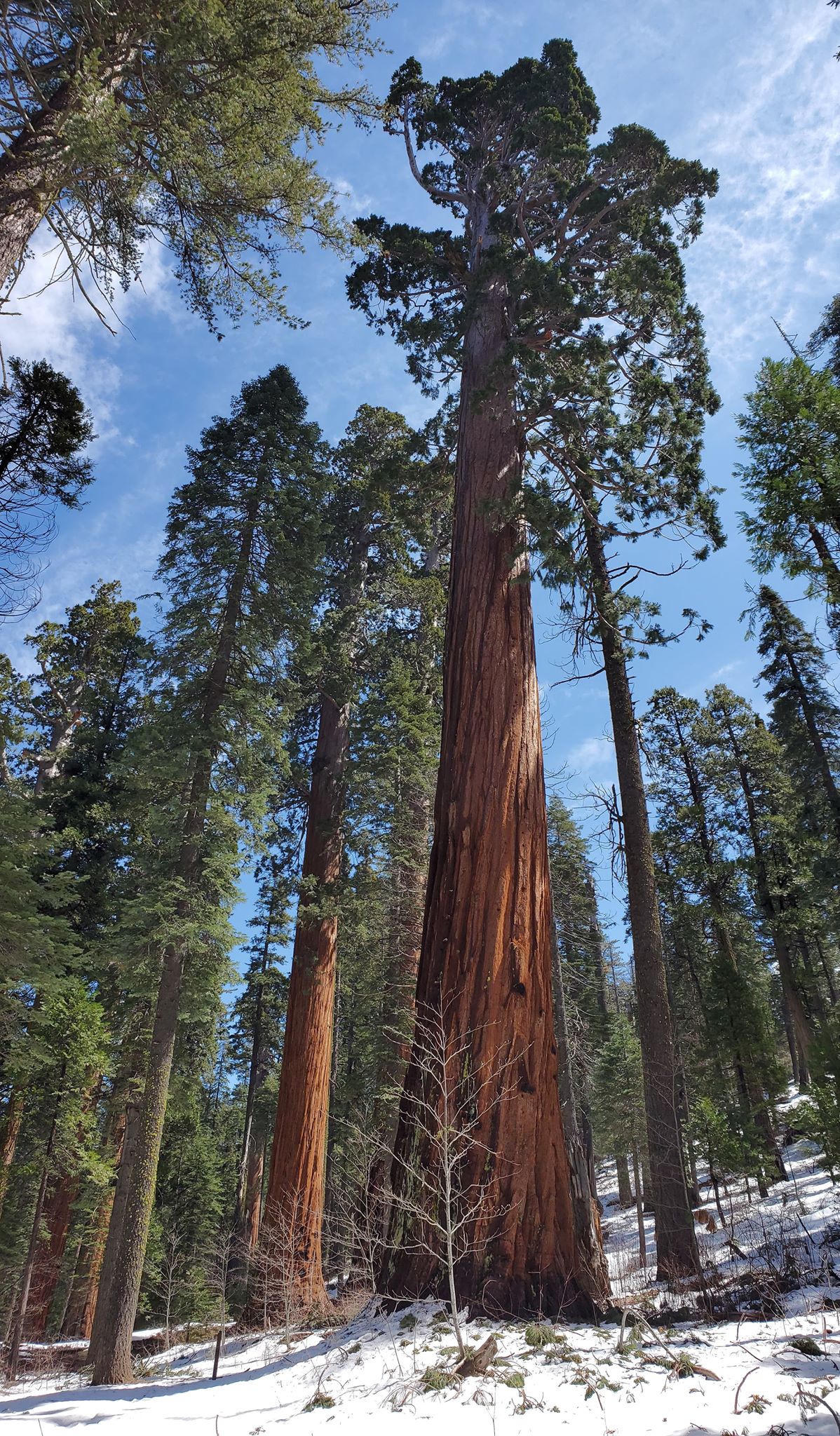 de Forsendelse økse Giant Sequoia Trees