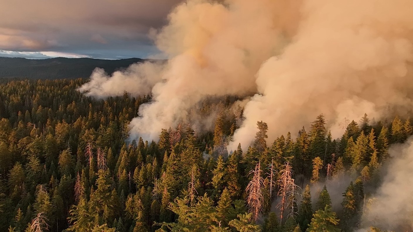 California State Parks and CAL FIRE crews began ignition on a prescribed burn in the South Grove on Oct. 29, 2024 California State Parks and CAL FIRE crews began ignition on a prescribed burn in the South Grove on Oct. 29, 2024