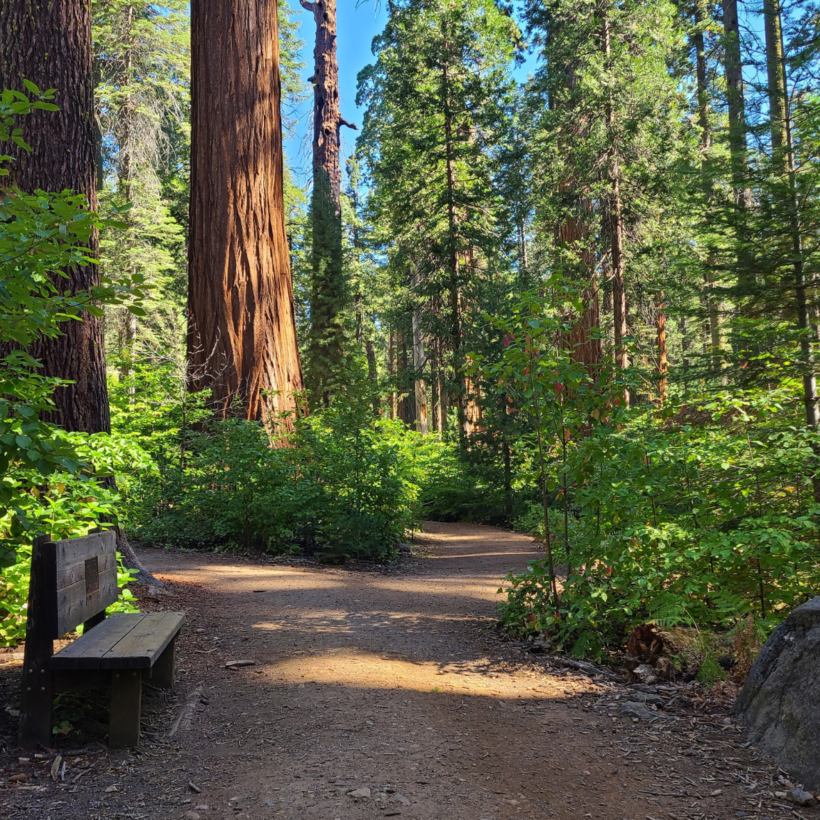 Trail through the forest 