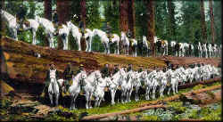 Photo: Saddle Horses standing along the top of a fallen redwood tree at Calaveras big Trees State Park