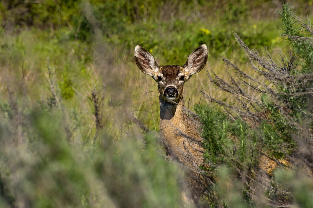 Point Lobos SNR Image Gallery