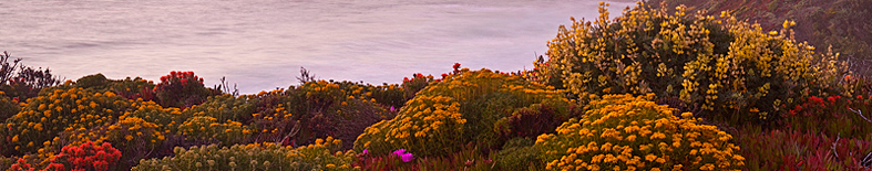 Flowers bloom along the bluffs.