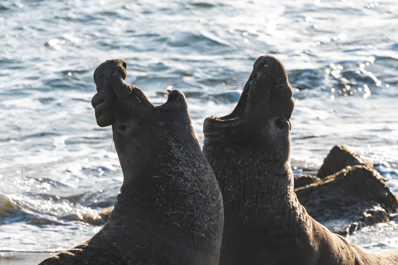 Elephant Seal School Group Program images