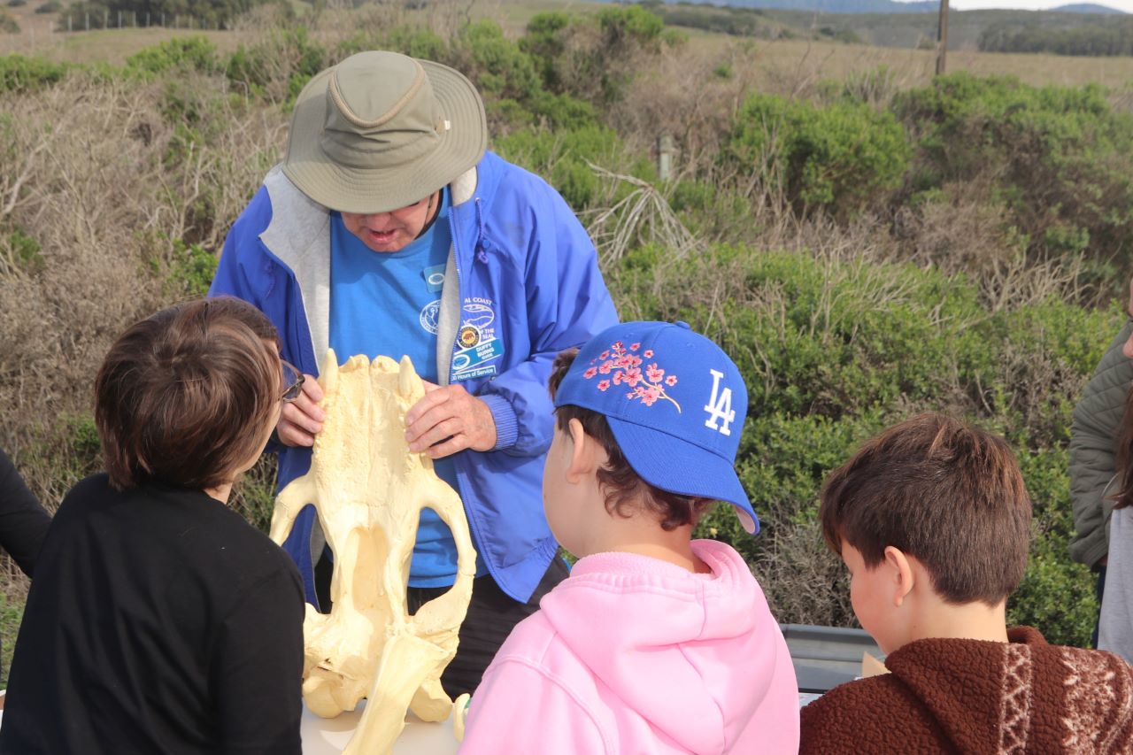 Elephant Seal School Group Program images