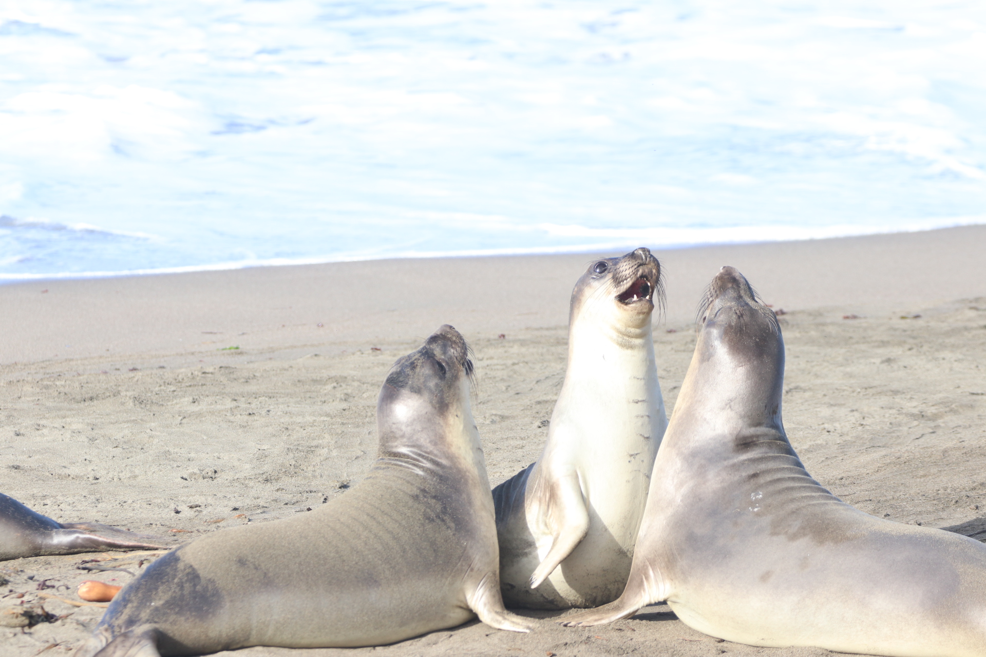 Elephant Seal Docents Elephant Seal Docents