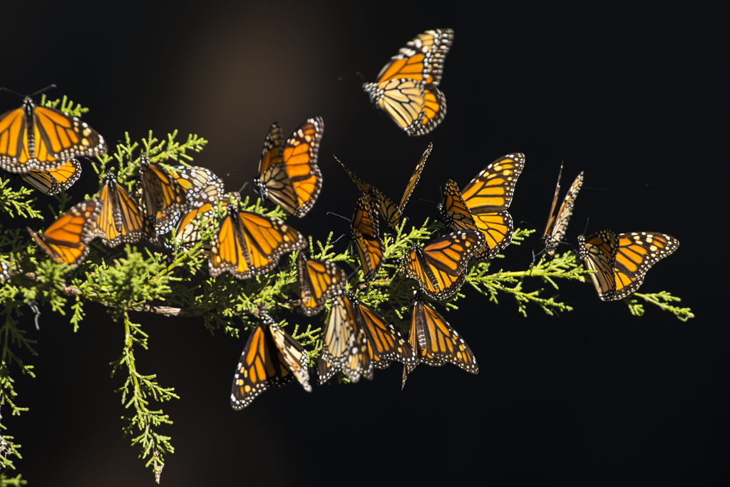 California Garden Center Leads by Example with Monarch Wishing Tree