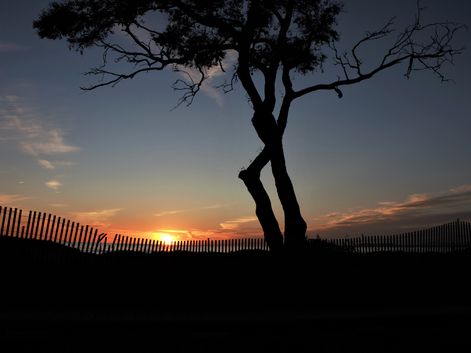 Carpinteria SB Tar Pit Carpinteria tree