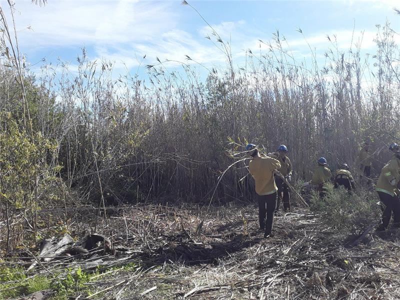 Invasive Species Removal 3 Invasive Species Removal 3