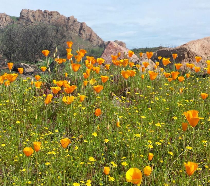 California Poppies image Poppy at Malibu Creek SP image