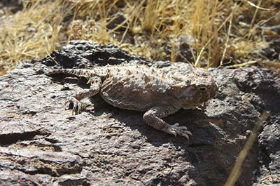 Lizard sunning on a rock