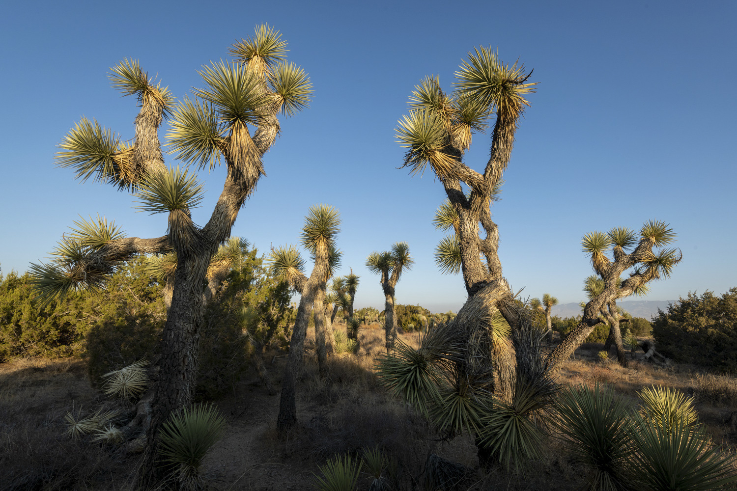 Find a California State Park