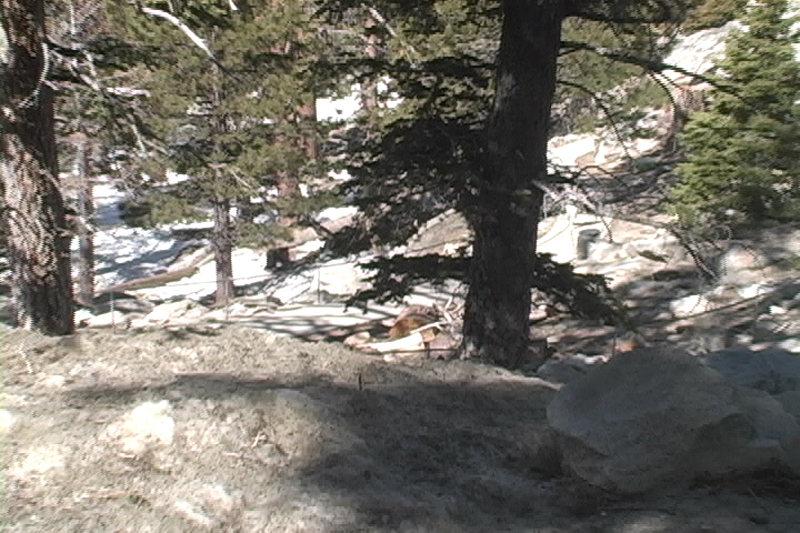 Mount San Jacinto SP Thumbnail: Mount San Jacinto SP