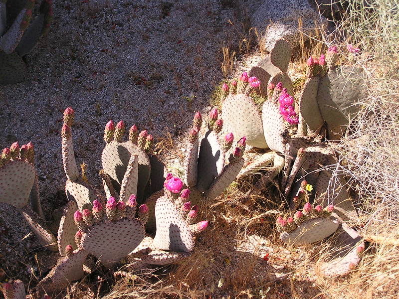 Image: Anza-Borrego Desert State Park Thumbnail: Image: Anza-Borrego Desert State Park