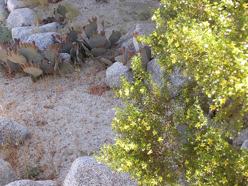 Image: Anza-Borrego Desert State Park Thumbnail: Image: Anza-Borrego Desert State Park