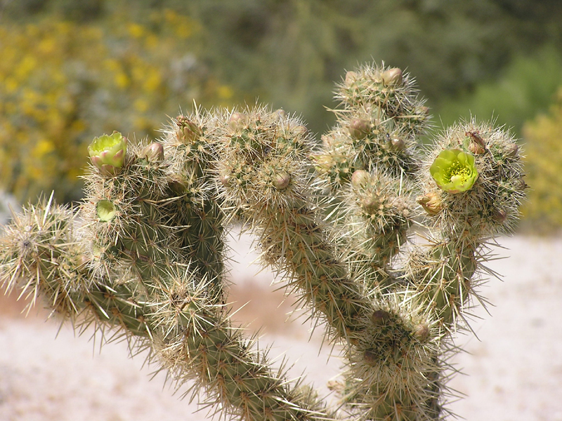 Image: Anza-Borrego Desert State Park Thumbnail: Image: Anza-Borrego Desert State Park