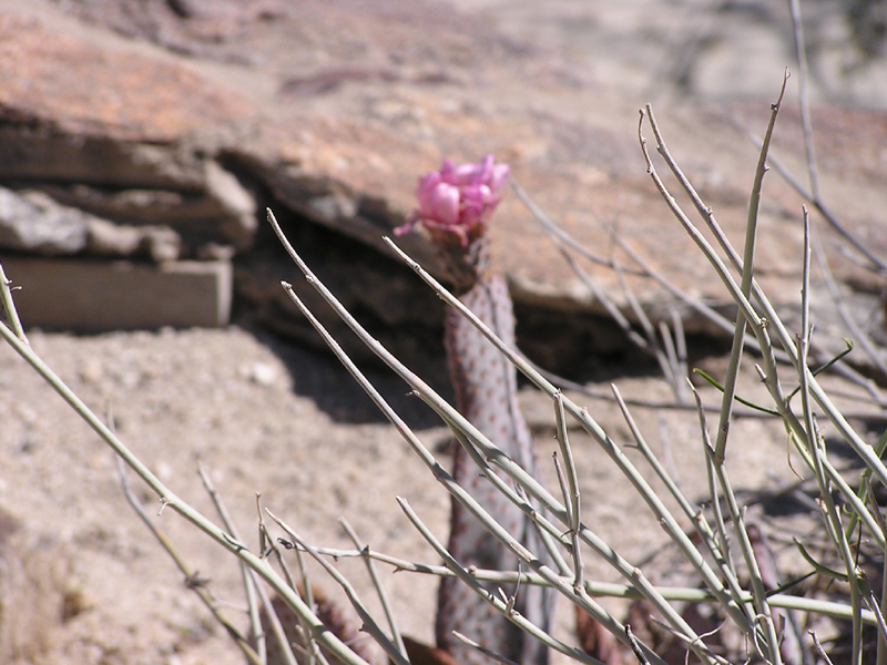 Image: Anza-Borrego Desert State Park Thumbnail: Image: Anza-Borrego Desert State Park