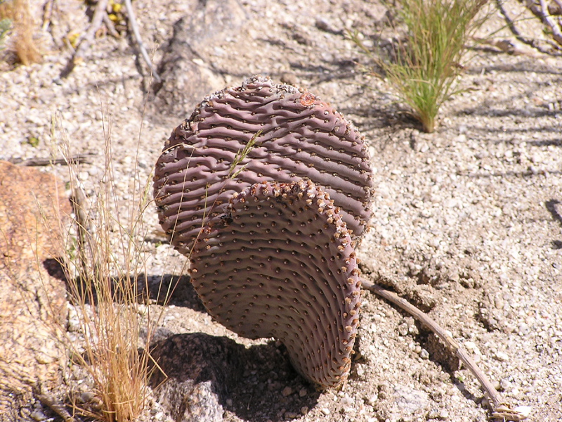 Image: Anza-Borrego Desert State Park Thumbnail: Image: Anza-Borrego Desert State Park