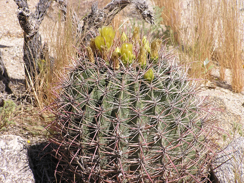 Image: Anza-Borrego Desert State Park Thumbnail: Image: Anza-Borrego Desert State Park