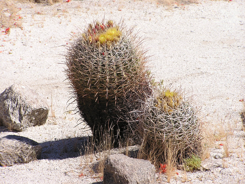Image: Anza-Borrego Desert State Park Thumbnail: Image: Anza-Borrego Desert State Park