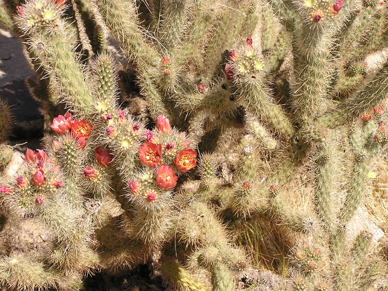 Image: Anza-Borrego Desert State Park Thumbnail: Image: Anza-Borrego Desert State Park