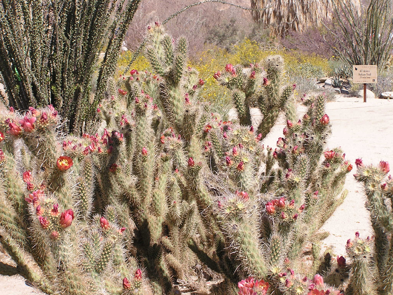 Image: Anza-Borrego Desert State Park Thumbnail: Image: Anza-Borrego Desert State Park