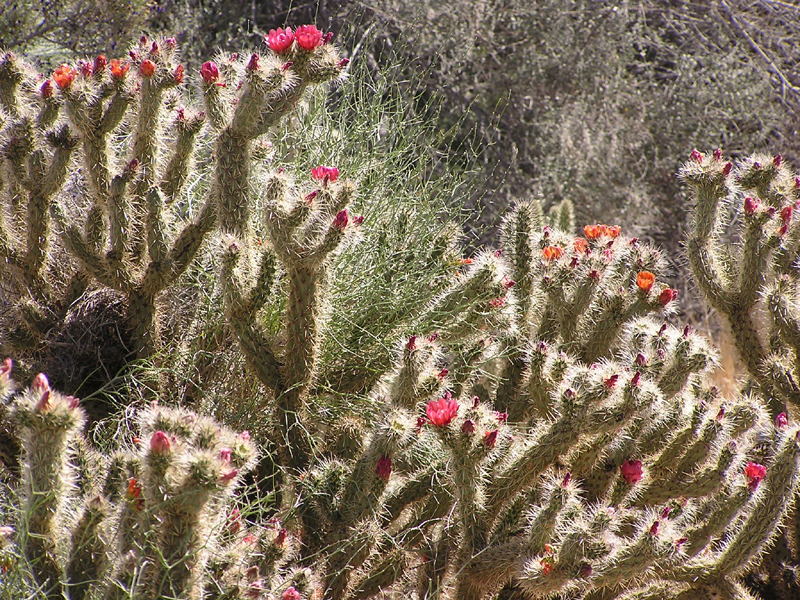 Image: Anza-Borrego Desert State Park Thumbnail: Image: Anza-Borrego Desert State Park