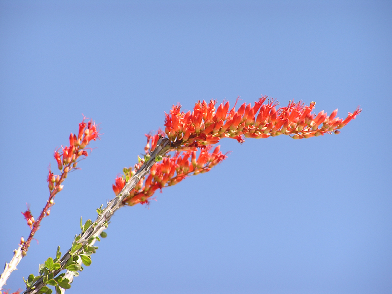 Image: Anza-Borrego Desert State Park Thumbnail: Image: Anza-Borrego Desert State Park