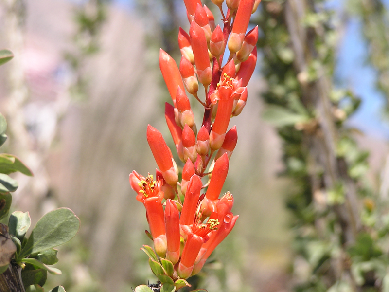 Image: Anza-Borrego Desert State Park Thumbnail: Image: Anza-Borrego Desert State Park