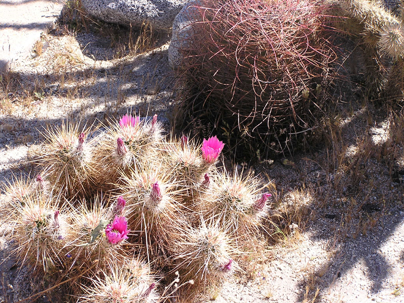 Image: Anza-Borrego Desert State Park Thumbnail: Image: Anza-Borrego Desert State Park