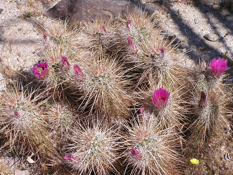 Image: Anza-Borrego Desert State Park Thumbnail: Image: Anza-Borrego Desert State Park