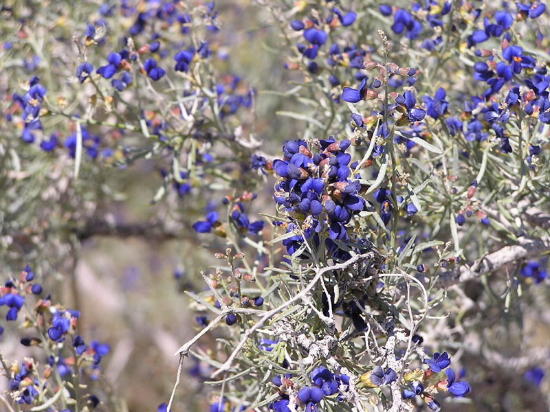 Image: Anza-Borrego Desert State Park Thumbnail: Image: Anza-Borrego Desert State Park