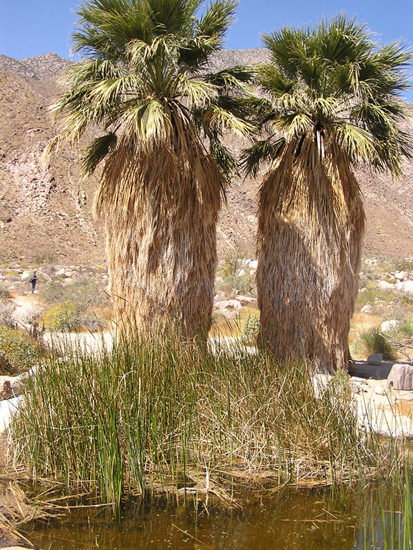 Image: Anza-Borrego Desert State Park Thumbnail: Image: Anza-Borrego Desert State Park