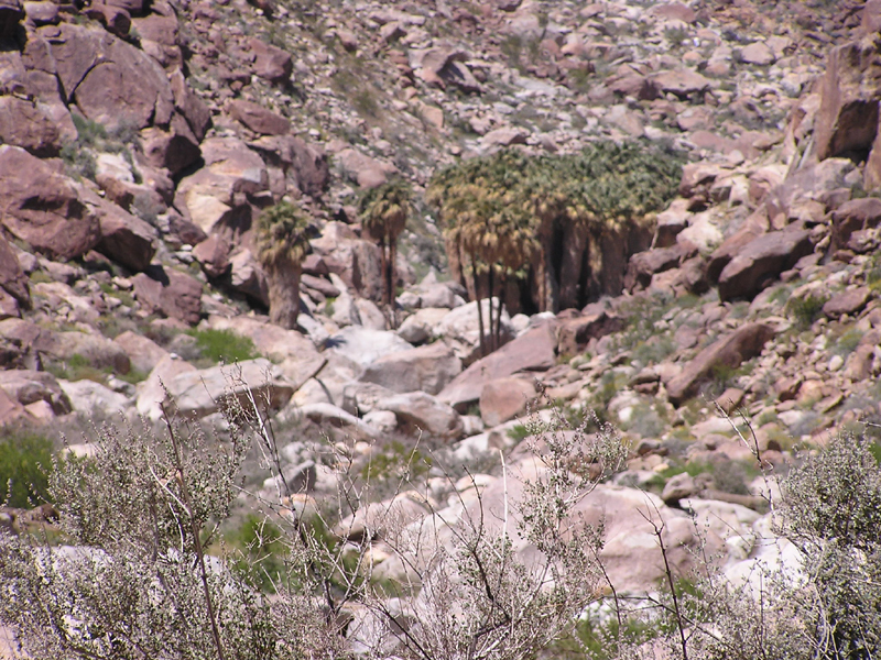 Image: Anza-Borrego Desert State Park Thumbnail: Image: Anza-Borrego Desert State Park